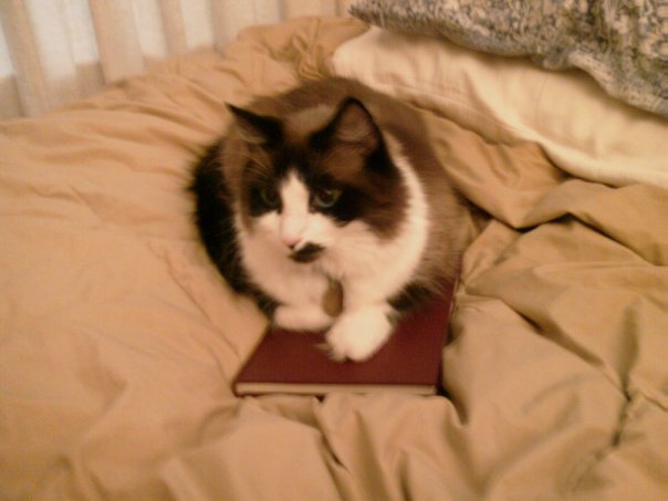 Fannie is reading "Primitive Liturgies," viz. those of SS. Mark, James, Clement, John Chrysostom, and Basil.