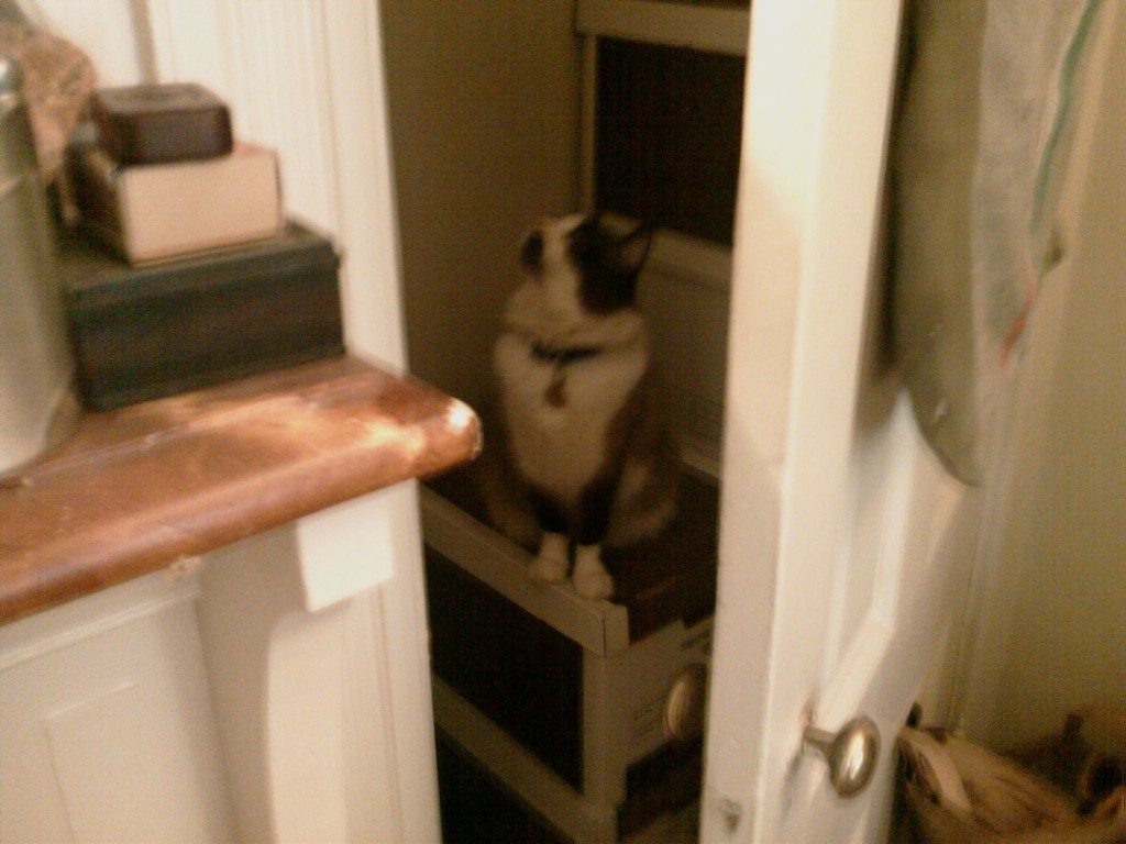 Fannie the Archivist