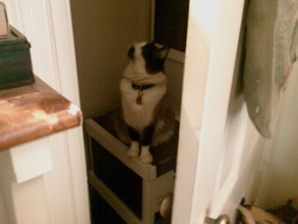 Fannie the Archivist