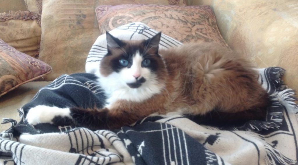 Fannie the Cat